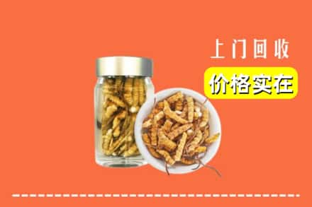 枣强县回收散虫草